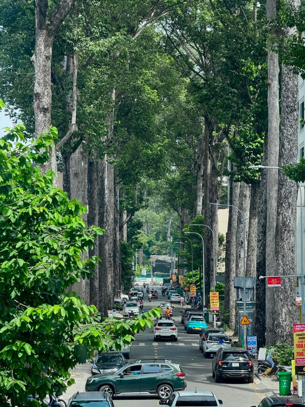 Những “Gã Khổng Lồ” Trầm Mặc: Bài Học Về Sự “Đứng Yên” Của Cây Cổ Thụ Sài&nbsp;Gòn