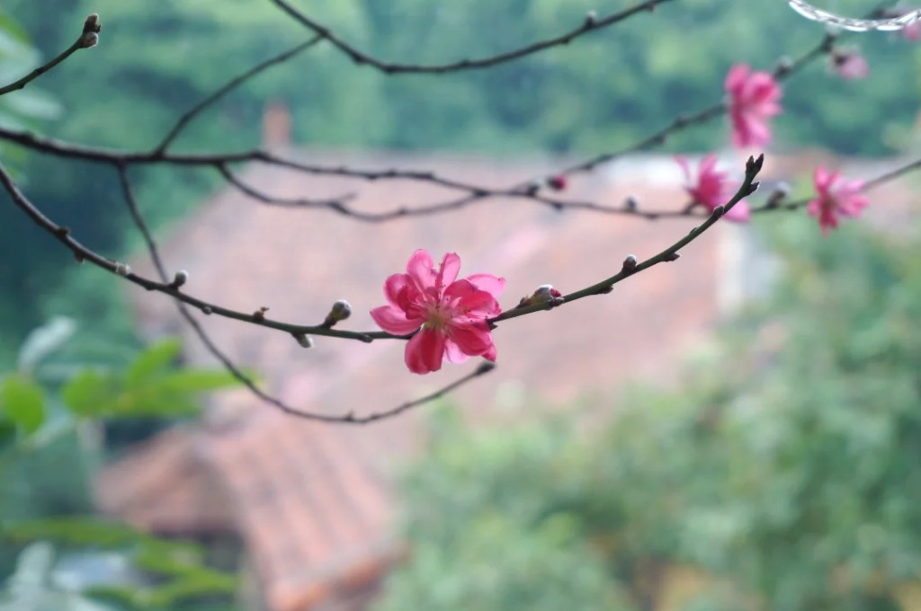 Tạm Biệt Tháng Giêng: Khi Cánh Mai Vàng Rụng Xuống Là Lúc “Chồi Non” Của Sự Nghiệp Bắt Đầu Nảy&nbsp;Lộc