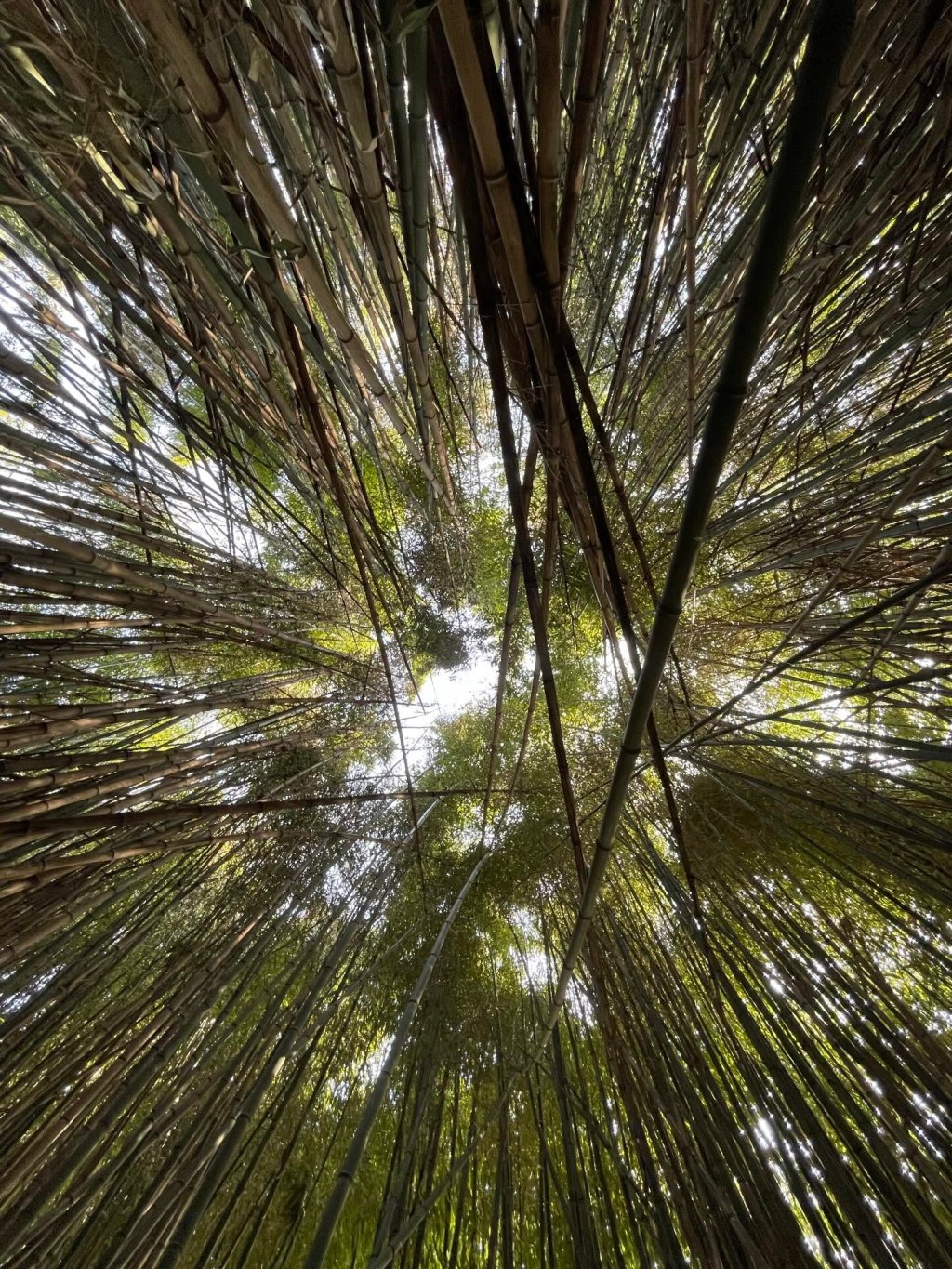 Học Cách “Cúi Đầu” Của Cây Tre Để Hiên Ngang Giữa Bão&nbsp;Tố