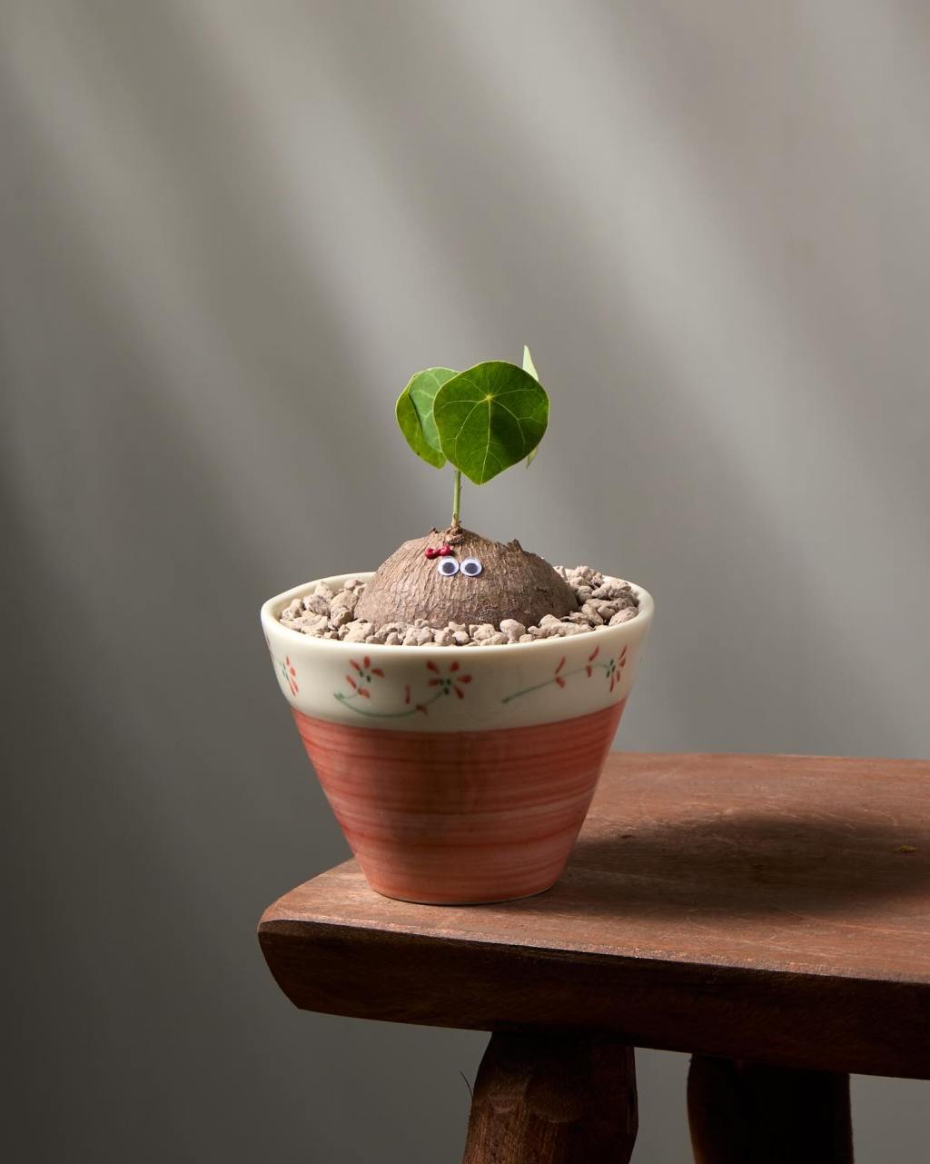 Cây Bạn Trồng Đã Ra Lá, Hay Vẫn Còn Là Hạt Mầm?