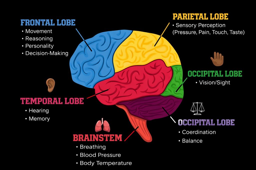 Stress – Kẻ Thù Vô Hình Đang Thu Hẹp Não Bộ Của Bạn